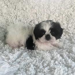 AKC Lexi - Black and white female Shih Tzu puppy in Greenville, South Carolina from Babyface Shih Tzu