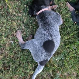 Light Pink - Blue ticked and tan female Bluetick Coonhound puppy in Shallowater, Texas from Candra Bessent