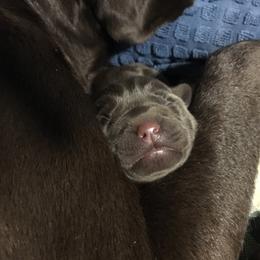 Labrador Retriever Puppies from Mythic Labradors, LLC