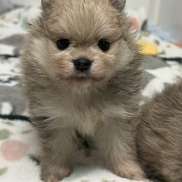 Emma - Cream sable female Pomeranian puppy in Newport Beach, California from Exotic City Pomeranians and chihuahuas
