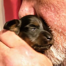 Dachshund Puppies from OzO Dachshunds