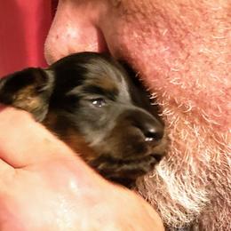 Dachshund Puppies from OzO Dachshunds