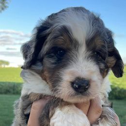 Bernedoodles and Bernese Mountain Dogs from Smokehouse Puppies