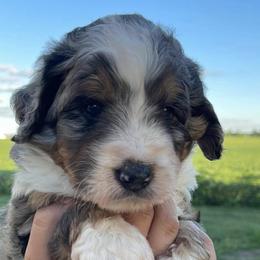 Bernedoodles and Bernese Mountain Dogs from Smokehouse Puppies