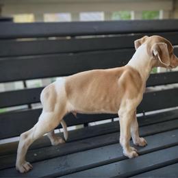Smitten - White and fawn male Whippet puppy in Oneida, Tennessee from Saving Grace