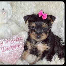 Sweetie - Black and tan female Yorkshire Terrier puppy in Darrington, Washington from Seven Cedars Yorkies