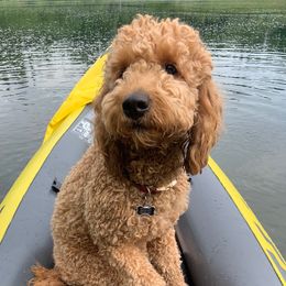 Joon - Goldendoodle