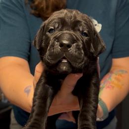 Miracle City Blue - Black male Cane Corso puppy in Conroe, Texas from Miracle City
