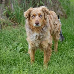 Leo - Australian Shepherd