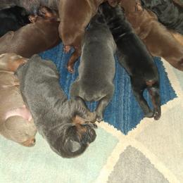 Doberman Pinscher Puppies from Dove's K9 Academy