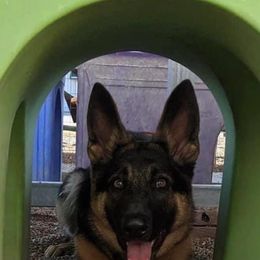 German Shepherds from NuLeaf German Shepherds