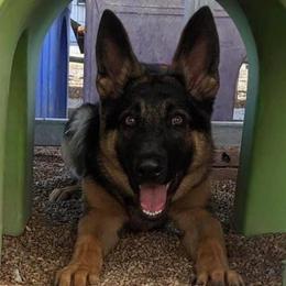 German Shepherds from NuLeaf German Shepherds