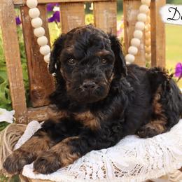 Miniature Schnauzer and Poodle Puppies from Crystal Rose Canines