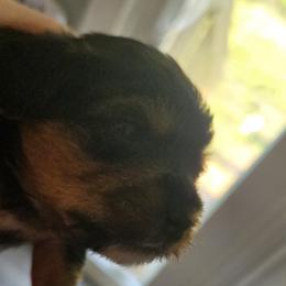 Yorkshire Terriers from Teena Cartwright