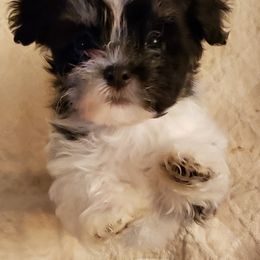 Havanese Puppies from Gingerbred Havanese
