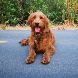 Autumn - Goldendoodle