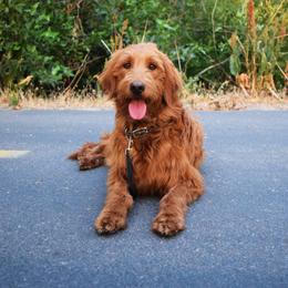 Autumn - Goldendoodle