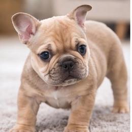 Nugget - Fawn and white female French Bulldog puppy in Kerens, West Virginia from Leather & Lace