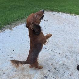 Topaz - Dachshund