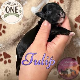 Tulip - Black and white female Chinese Crested puppy in Sweet Home, Oregon from Rhapsody Poodles & Cresteds