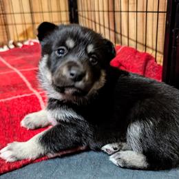Gray Boy - Onni - Black and tan male Lapponian Herder puppy in Prattsburgh, New York from Maalattu Koirankoppi Lapponian Herders