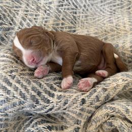 Sage (Keeping for our breeding program) - Red  female Goldendoodle puppy in St. George, Utah from Dashing Doodle Pups