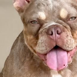 French Bulldogs from GarciaKennels