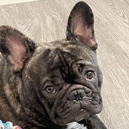 French Bulldog Puppies from Peaceful Prayers French Bulldogs