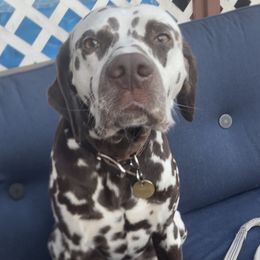 Captian - Dalmatian