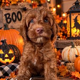 Diesel - Red male Australian Labradoodle puppy in Eastover, North Carolina from Joyful Hearts Australian Labradoodles