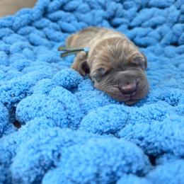 Drum - Blue male Great Dane puppy in Granby, Missouri from HCR Great Danes