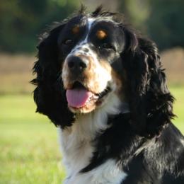 Jo-jo - English Springer Spaniel