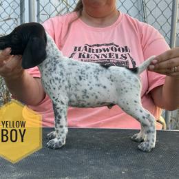 Boy 3 - Black and white male German Shorthaired Pointer puppy in Dearborn, Missouri from Hardwood Kennels