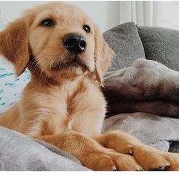 Golden Retriever Puppies from South Hill Golden Retrievers
