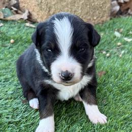 Ace - Black tri-color male Australian Shepherd puppy in Mount Vernon, Texas from RJ's Aussie Posse
