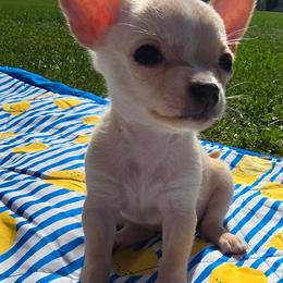 Girl 1 - Fawn and white female Chihuahua puppy in Amity, Pennsylvania from Baxters Chihuahuas
