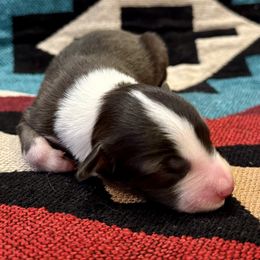 Slater - Slate male Border Collie puppy in Mesa, Arizona from Ranch Girl Border Collies