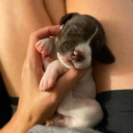 German Shorthaired Pointer Puppies from Thunder Mountain Gun Dogs