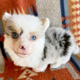 Milo - Blue merle and white male American Corgi puppy in Okeechobee, Florida from HotShot Kennels