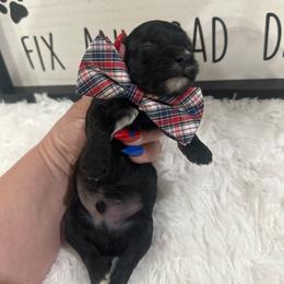 Tucker - Black male Yorkipoo puppy in Apple Valley, California from Boujeepups