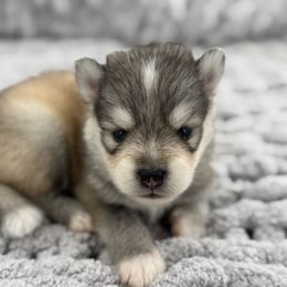 Coke cola - Silver male Pomsky puppy in Eastman, Georgia from Once Upon A Pomsky