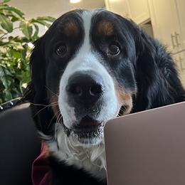 Bernedoodles, Bernese Mountain Dogs, Cavalier King Charles Spaniels, Cavapoos, Double Doodles, Goldendoodles, and Poodles from Good Looking Dogs