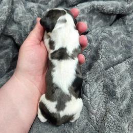 AKC Black and Tan Dapple-Piebald - Dapple male Dachshund puppy in Colville, Washington from G&B Iron Mountain Dachshunds
