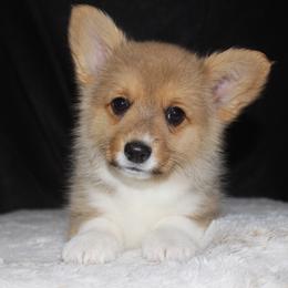 Toffee - Sable female Pembroke Welsh Corgi puppy in Washington from Castle View Royal Rumps