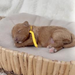 Lucky - Apricot male Cavapoo puppy in Arlington, Texas from Van Haselen Poodles and Doodles