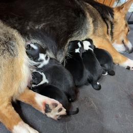 Pembroke Welsh Corgi puppies from LTT Corgis