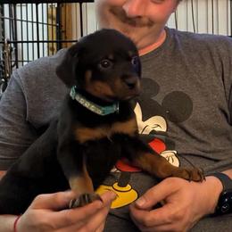 Trina - Black and mahogany female Rottweiler puppy in Partlow, Virginia from Kayara Haus Rottweilers