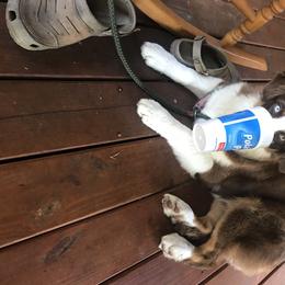 Australian Shepherd Puppies from Soggy Bottom Farms