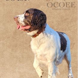 Birdie - English Springer Spaniel