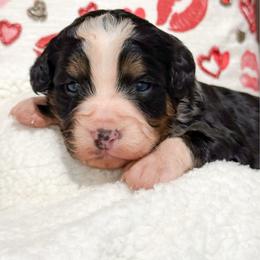 Max - Tri-color female Bernedoodle puppy in Kilgore, Texas from Furry Tail Doodles